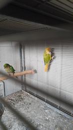 Pyrrhura fallow, Dieren en Toebehoren