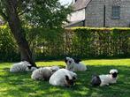 Walliser schwarznase ramlammetjes, Dieren en Toebehoren, Schapen, Geiten en Varkens, Mannelijk, Schaap, 0 tot 2 jaar