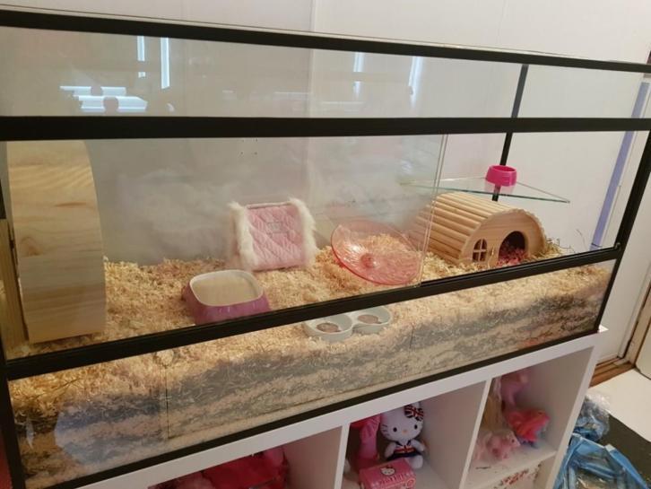 Nieuwe knaagdieren verblijven Kijk en Vergelijk, Dieren en Toebehoren, Knaagdieren en Konijnen | Toebehoren, Nieuw, Ophalen of Verzenden