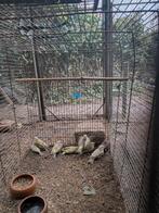 De officiële ringen van Greenfinches of Europe in 2025, Dieren en Toebehoren, Vogels | Overige Vogels, Meerdere dieren, Wildzangvogel