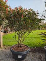 Photinia Fras. Carré Rouge meerstam, Enlèvement