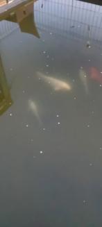 Koikarpers, Dieren en Toebehoren