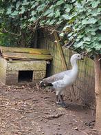 Gans, Dieren en Toebehoren, Pluimvee