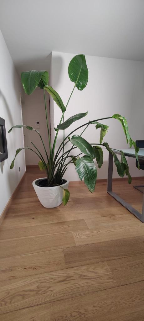 Strelizia Nicolai | Paradijsvogelplant, Maison & Meubles, Plantes d'intérieur, Autres espèces, 150 à 200 cm, Ombre partielle, Enlèvement