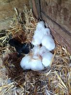 Dwerg konijnen, Dieren en Toebehoren