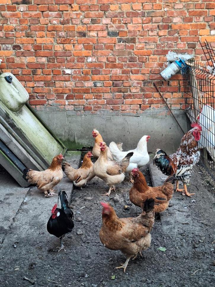 Engelse kippen, Dieren en Toebehoren, Pluimvee