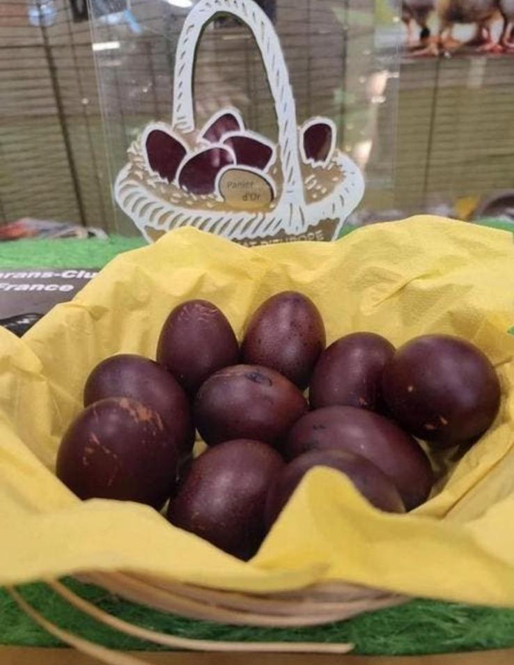 Marans broedeieren, Dieren en Toebehoren, Geslacht onbekend, Kip