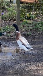 Forse loopeend mannetjes, Dieren en Toebehoren, Pluimvee