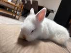 1 maand oud baby albino konijn, Dieren en Toebehoren, Konijnen