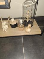 Taxidermie lot, Ophalen