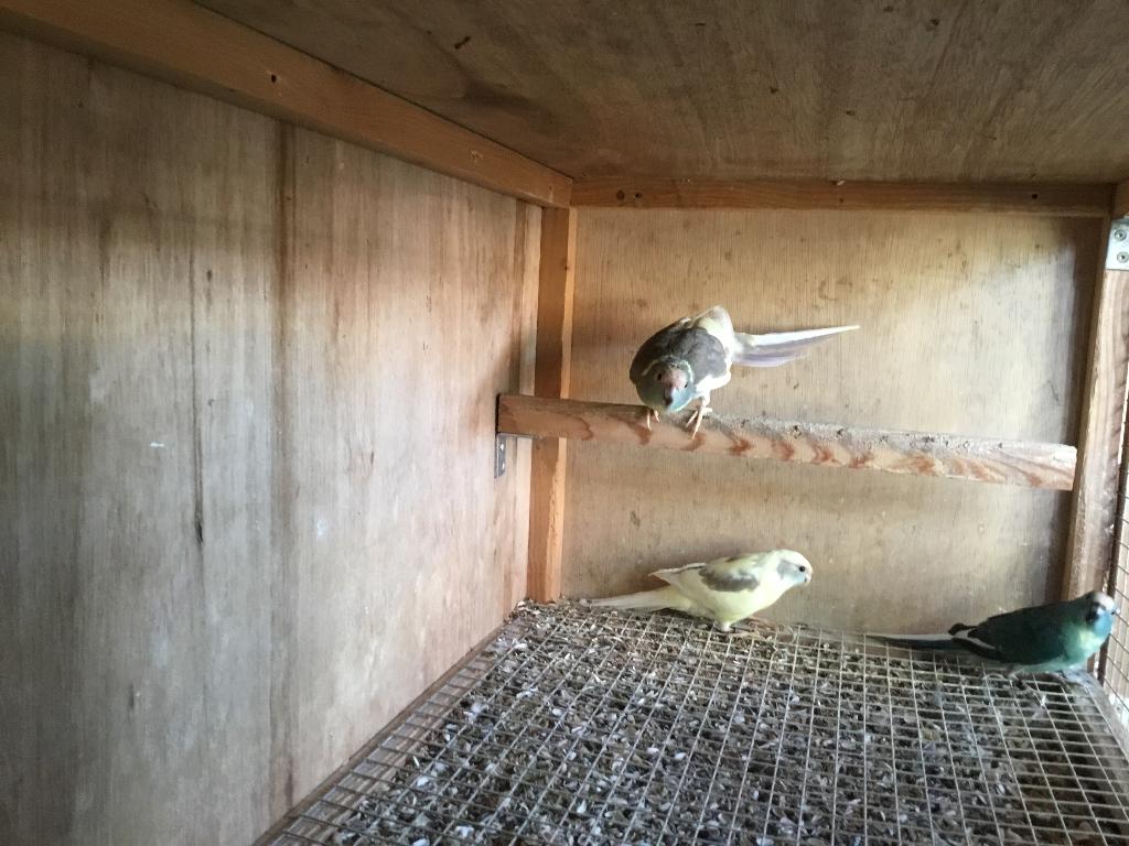 2 kweekrijpe koppels kakarikis