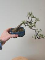 Mooie shonin cascade bonsai den met luchtwortels, Tuin en Terras, Ophalen