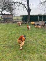 Kippen en hanen te koop, Dieren en Toebehoren, Pluimvee
