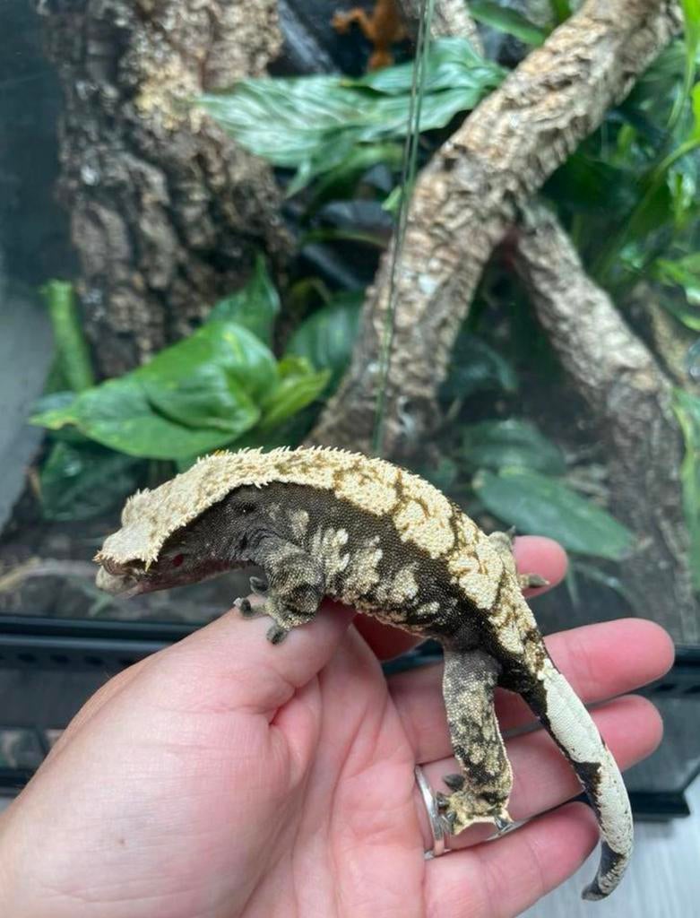 Wimpergekko, Animaux & Accessoires