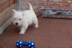 Prachtige West Highland White Terriër (Westie) met stamboom, Dieren en Toebehoren, Honden | Jack Russells en Terriërs, Parvo, België