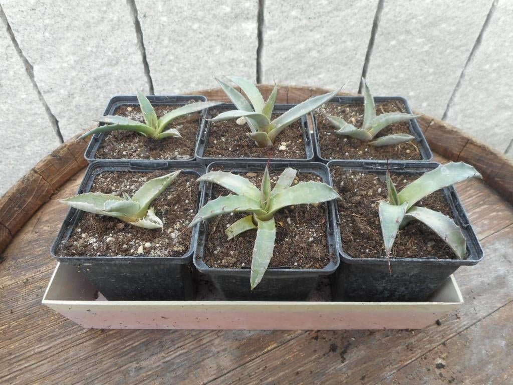 plantes, Enlèvement ou Envoi, Plante fixe, Autres espèces, Plein soleil