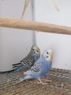 Grasparkiet, Dieren en Toebehoren, Vogels | Parkieten en Papegaaien, Meerdere dieren, Parkiet