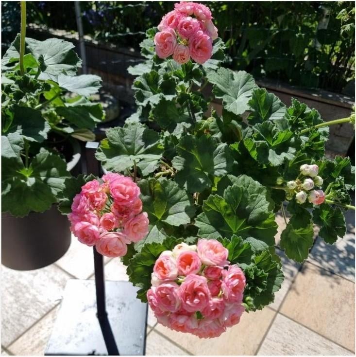 Grote meerjarige Pelargonium, Zeer mooie dubbele bloemen, Ophalen of Verzenden, Vaste plant