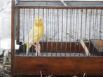 Kanarie man geelopaal, Dieren en Toebehoren, Mannelijk, Kleurkanarie