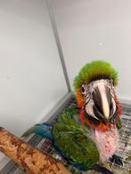 Jeunes aras arlequins, super équipe !, Perroquet, Parleur