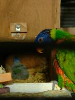 Lorybabys v d blauwe bergen, Dieren en Toebehoren, Papegaai, Pratend