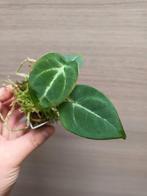 Anthurium magnificum x besseae aff, Ophalen of Verzenden