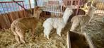 alpaca's cria, Dieren en Toebehoren, Overige Dieren, Juli, Meerdere dieren