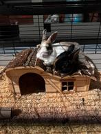 Dwergkonijntjes te koop, Dieren en Toebehoren, Augustus, Mannelijk, Overige typen, Tam