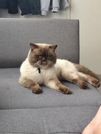 Kat verloren in Tienen, Enlèvement