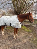 Bruikleen/adoptie wandelpaard/weidemaatje, Dieren en Toebehoren, Ruin