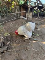 Cochin kriel haan, Dieren en Toebehoren, Mannelijk, Kip