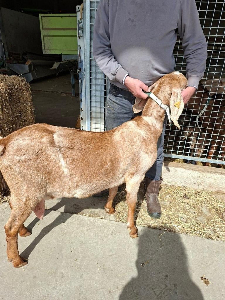 Anglo nubische geit, Dieren en Toebehoren, Vrouwelijk, Geit, 3 tot 5 jaar