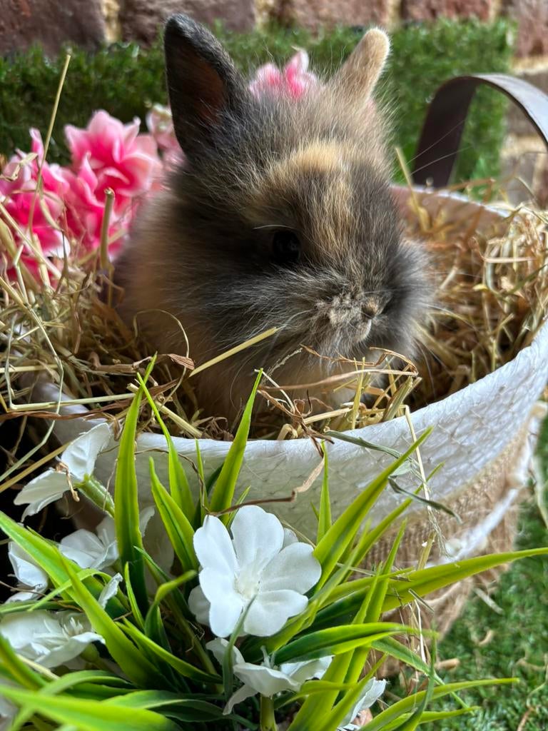 Konijntjes zoeken warme thuis, Animaux & Accessoires, Lapins, Nain, Plusieurs animaux, 0 à 2 ans