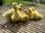 Ganzen kuikens, Dieren en Toebehoren, Pluimvee, Geslacht onbekend, Gans of Zwaan