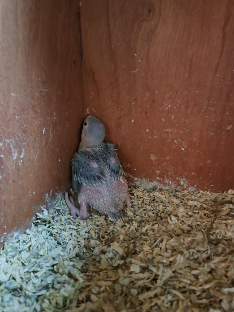 Halsband jong violet wkwst ( handopfok)zie beschrijving., Dieren en Toebehoren, Vogels | Parkieten en Papegaaien, Geslacht onbekend