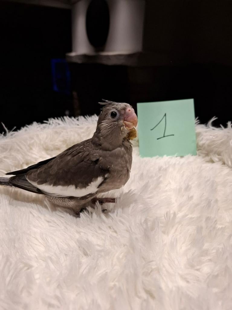 Tamme valkparkieten 2026, Dieren en Toebehoren, Meerdere dieren, Parkiet, Geringd