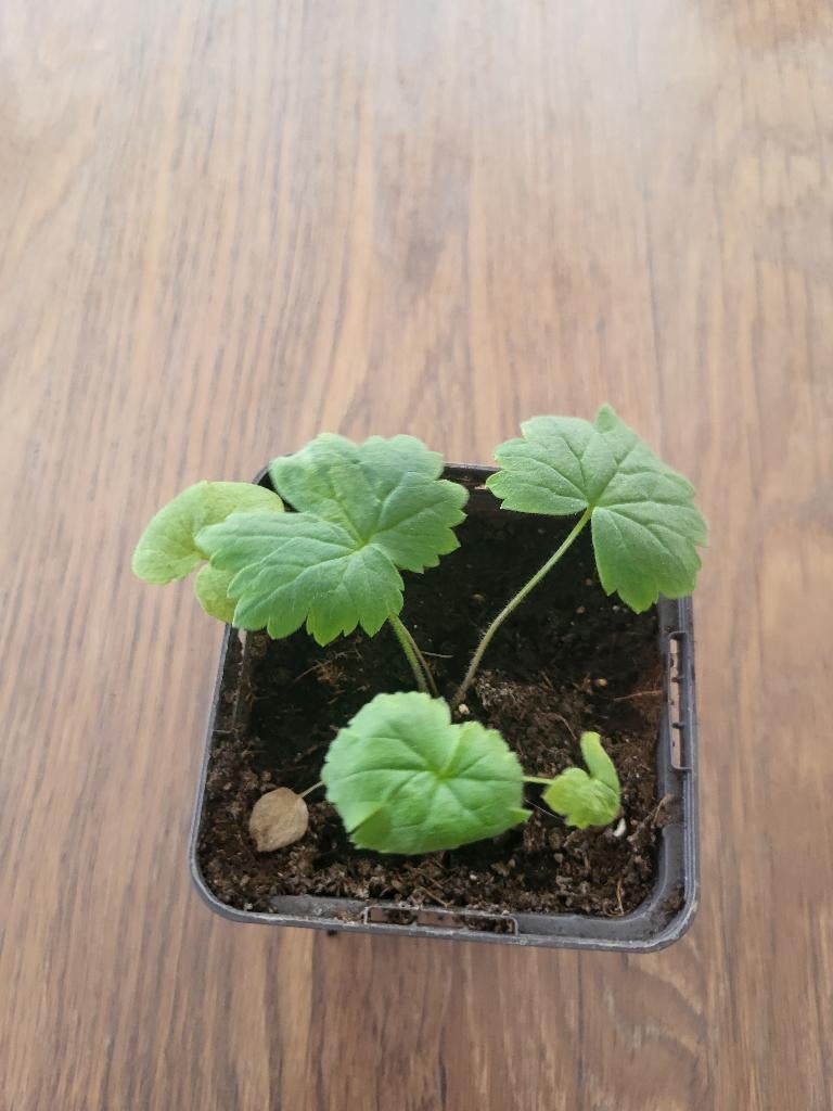 Ridderspoor white, Jardin & Terrasse, Plantes | Jardin, Autres espèces, Été, Enlèvement, Plante fixe