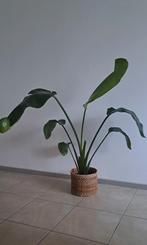 Strelitzia Nicolai, Ophalen