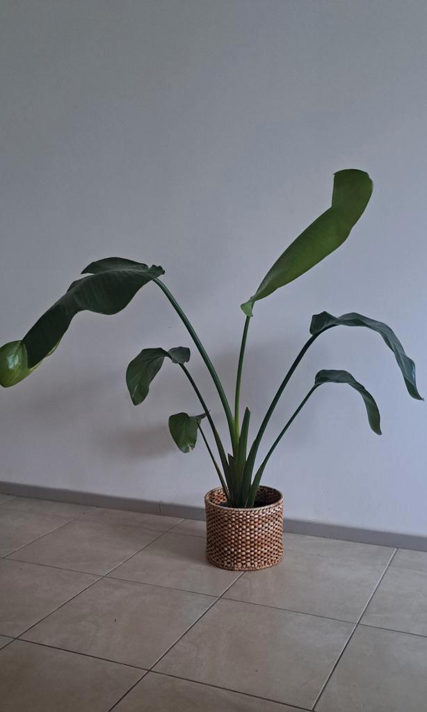 Strelitzia Nicolai, Huis en Inrichting, Kamerplanten, Ophalen