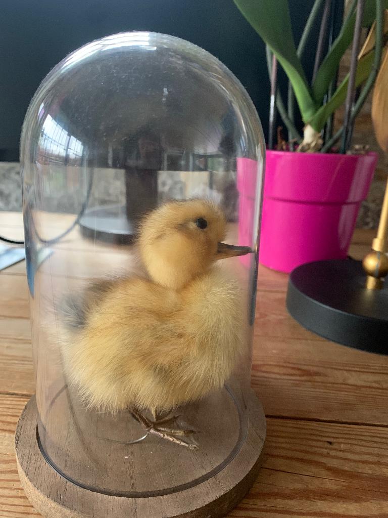 Canard en peluche de taxidermie avec couronne, une cloche, Antiquités & Art, Enlèvement ou Envoi