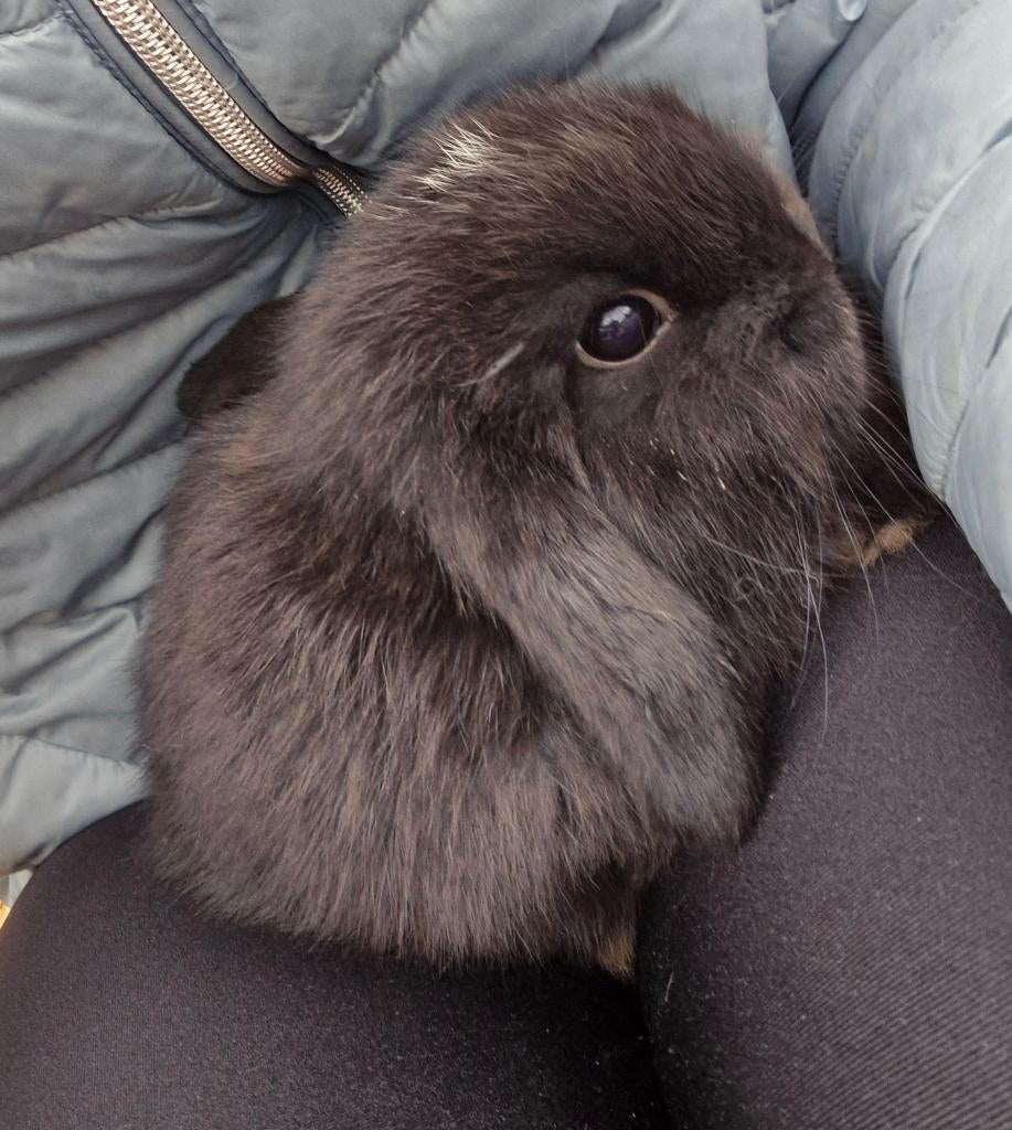 Minilopjes, Animaux & Accessoires, Lapins