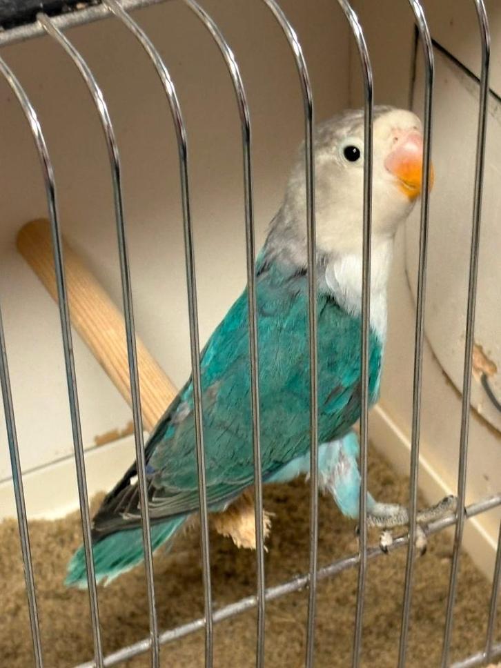 agapornide fischerie 2026, Dieren en Toebehoren, Vogels | Parkieten en Papegaaien, Dwergpapegaai of Agapornis, Mannelijk, Geringd