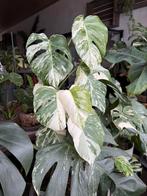 Monstera albo variegata, Ophalen