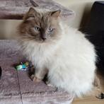 Dekkater Ragdoll Lilac Point (Ter dekking aangeboden), Dieren en Toebehoren, Kater, Met stamboom, 3 tot 5 jaar