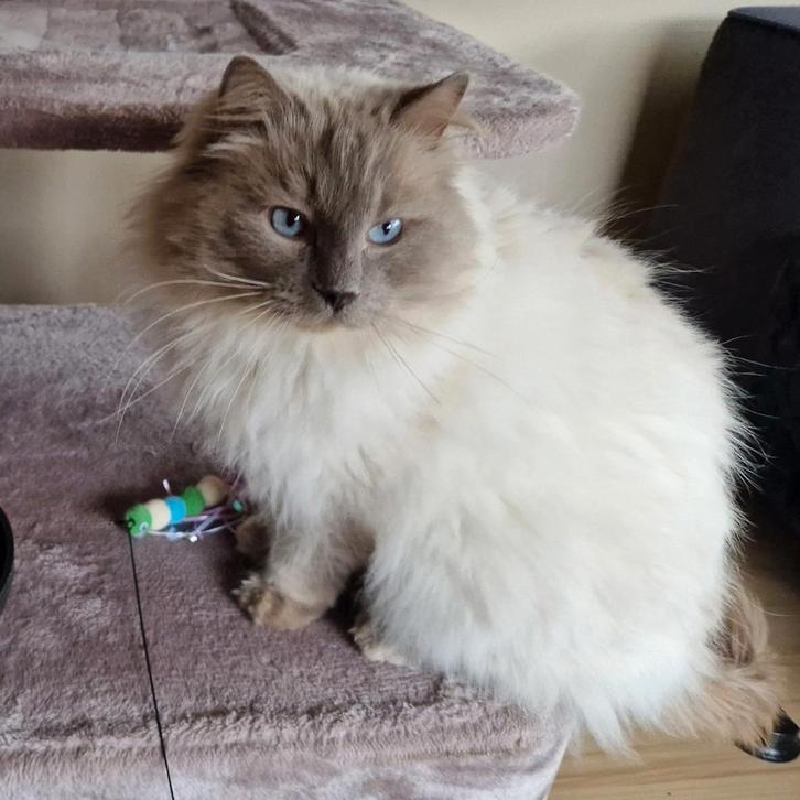 Dekkater Ragdoll Lilac Point (Ter dekking aangeboden), Dieren en Toebehoren, Katten en Kittens | Raskatten | Langhaar, Kater, 3 tot 5 jaar