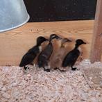 Indische Loopeend kuikens, Sexe inconnu, Canard