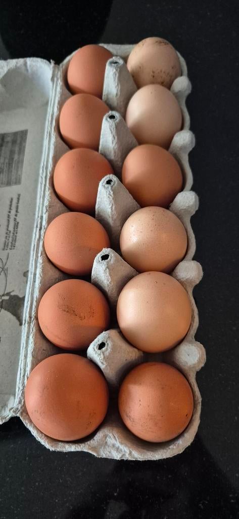 Eieren van vrije uitloop kippen, Dieren en Toebehoren, Pluimvee