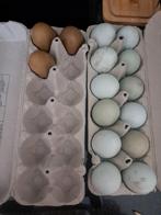 Olijflegger eieren, Dieren en Toebehoren