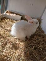 Mini lop hangoor, Dieren en Toebehoren, Konijnen, Meerdere dieren, Hangoor, 0 tot 2 jaar