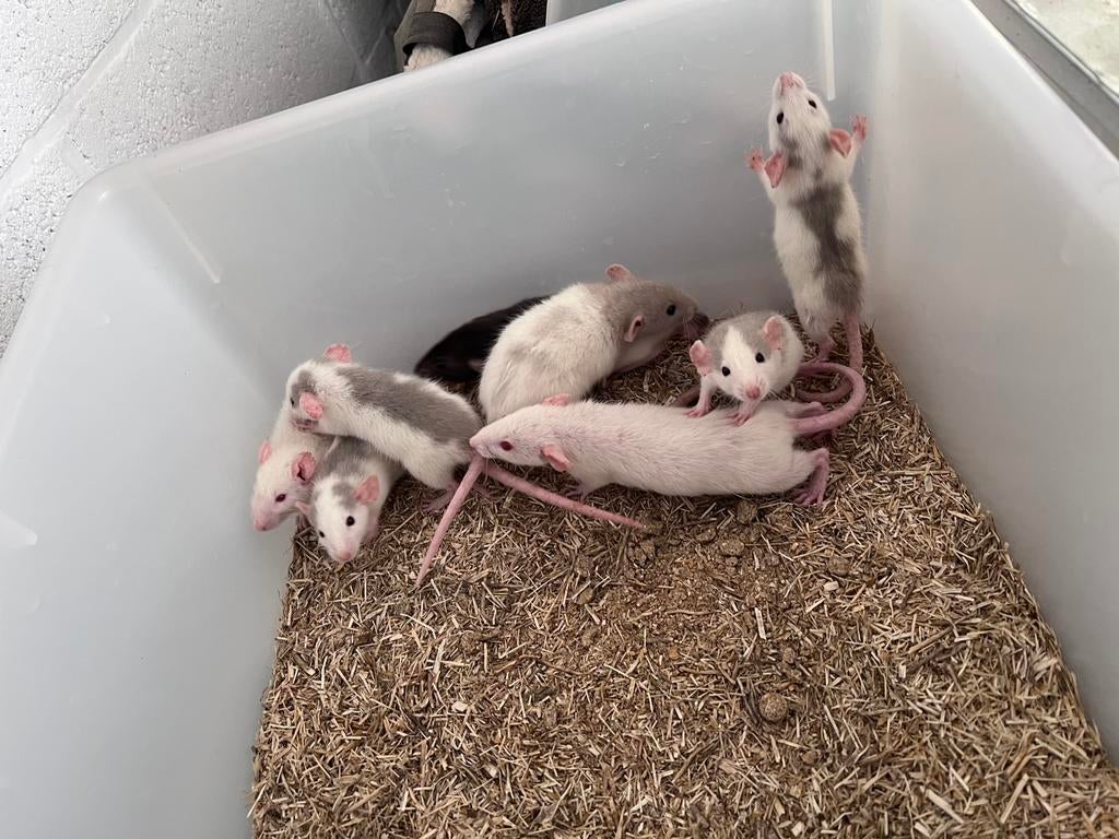 Baby Dumbo Ratten, Dieren en Toebehoren, Rat, Maart, Vrouwelijk, Tam